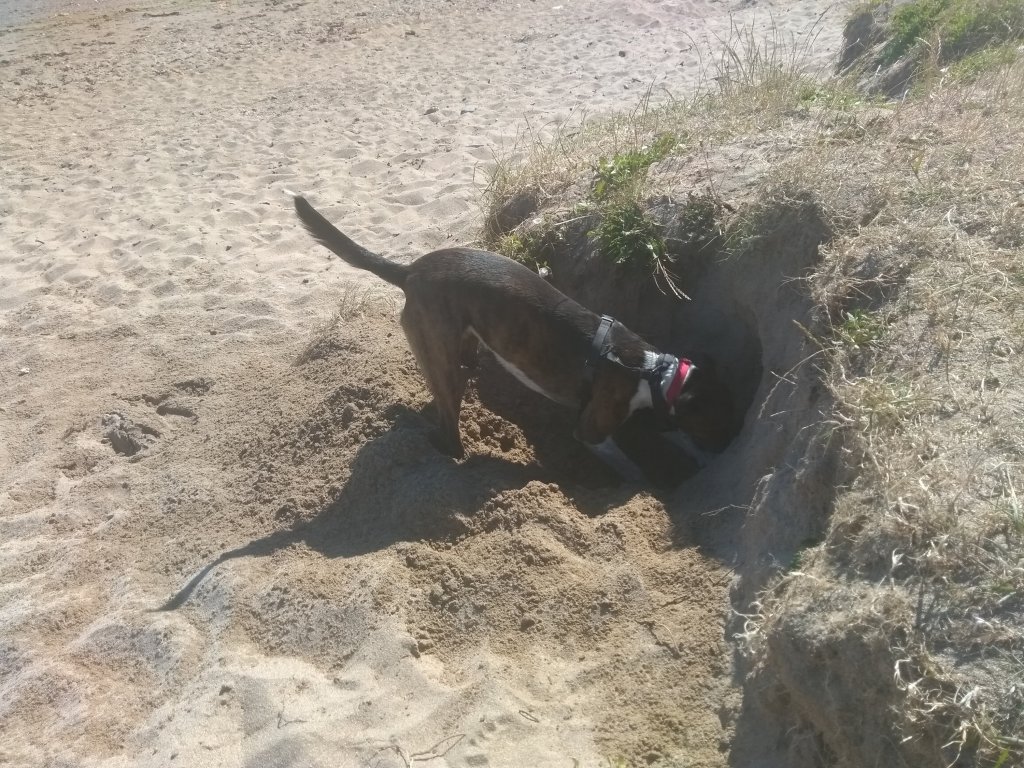 Photo of a dog digging furiously on the beach
